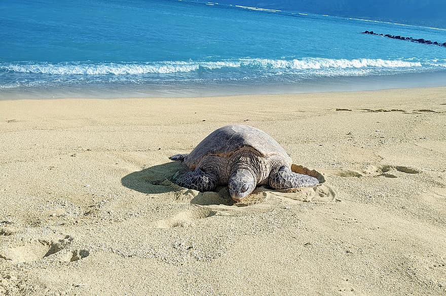 Turtle, Sand, Beach, Sea, Ocean, Nature