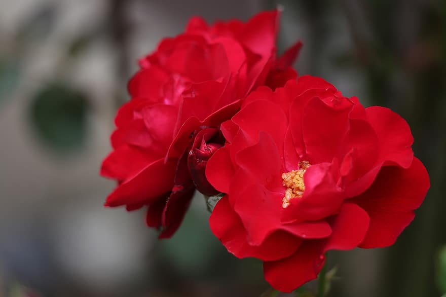 Rosa roja, lily marlene, floribunda, floreciente, romántico, pétalos, Fresco, planta, decorativo, Estado de ánimo gótico, naturaleza