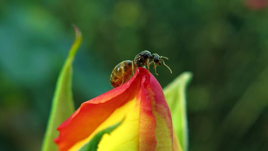 комаха, мурашка, ентомологія, видів, макрос, створіння, тюльпани