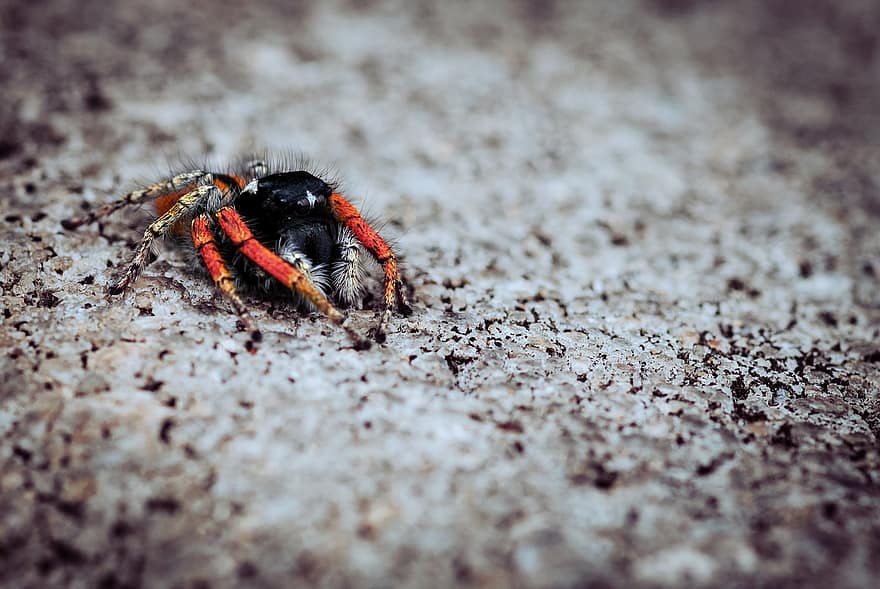 laba-laba, makro, web, serangga, arakhnida, berbulu, salticidae, Tarantula, arachnofobia, fobi, kecil