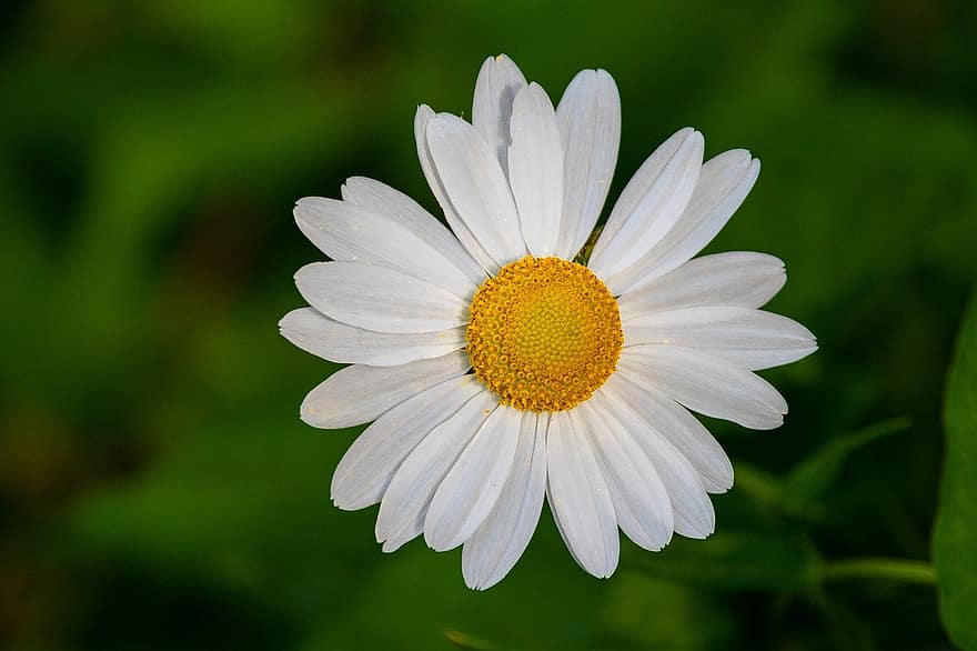 chamomile, flower, plant, summer, close-up, daisy, green color, petal, macro, springtime, yellow