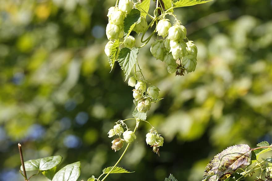 Hop, Flower, Seed Cones, Strobiles, Branch, Bloom, Leaves, Plant, Nature, Green