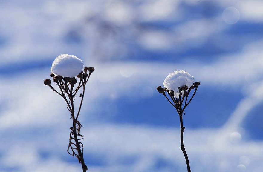 plante, uscat, zăpadă, îngheţ
