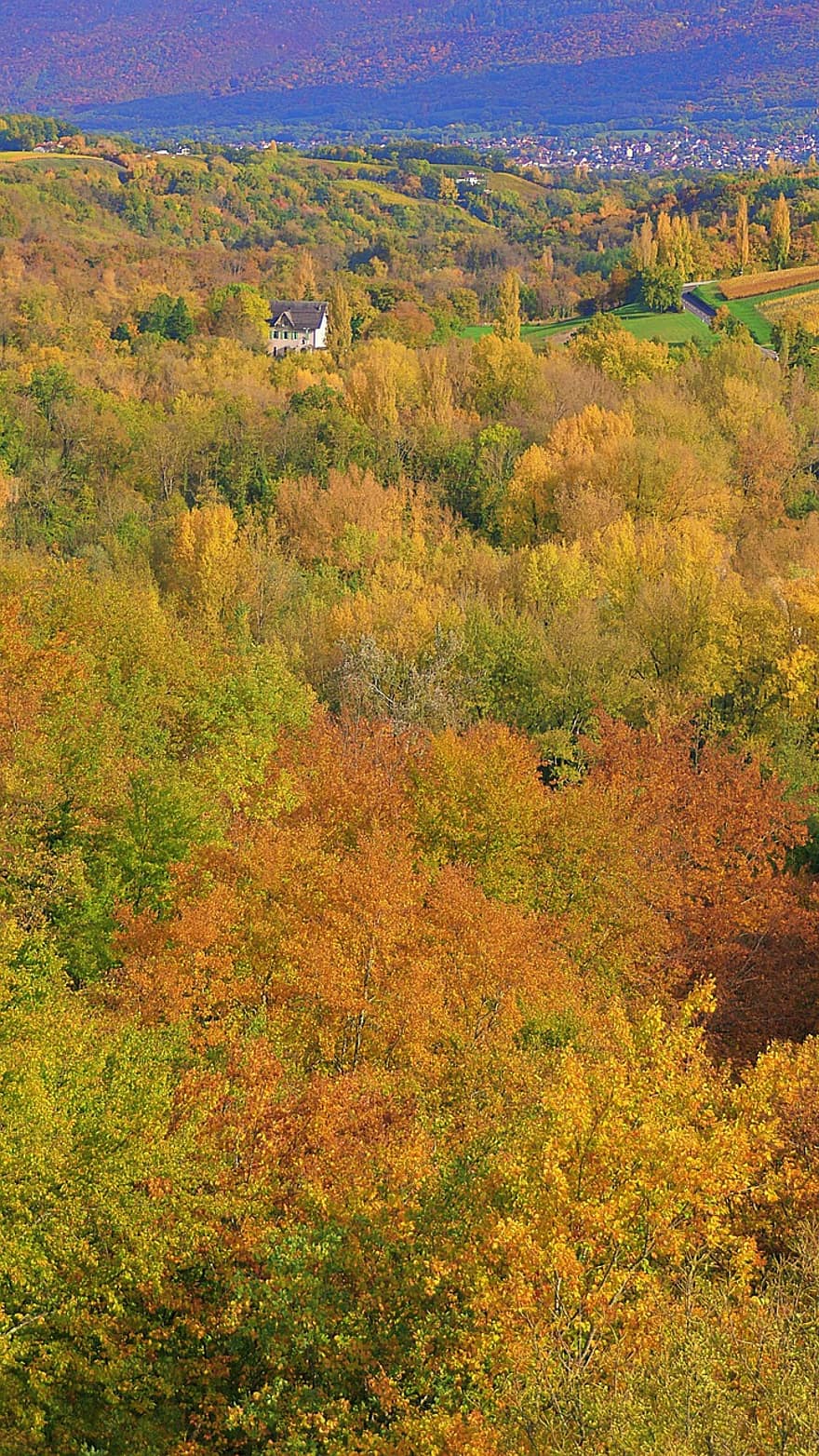الأشجار ، السقوط ، غابة ، طبيعة ، المناظر الطبيعيه ، ورق الجدران ، صورة سطح المكتب ، هينتيرغروندسبيلد