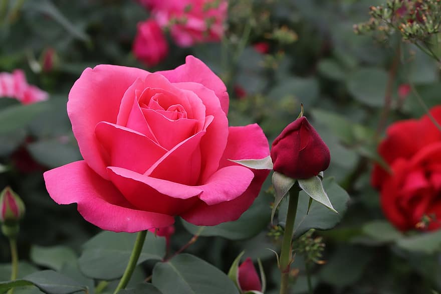 Rosen, rosa Rosen, pinke Blumen, Blumen, Frühling, Garten, blühen, Nahansicht, Makro, Blütenblatt, Blume