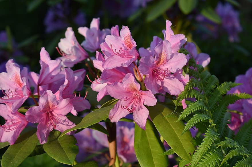 Rhododendron, pinke Blumen, Blumen, Rosa Rhodendron, Natur, rosa Blütenblätter, Blütenblätter, Pflanzen, blühen