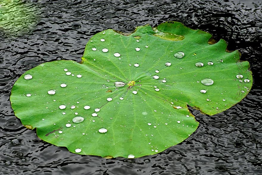 deszcz, liść, makro, botanika, krople, Lilia wodna, tropikalny