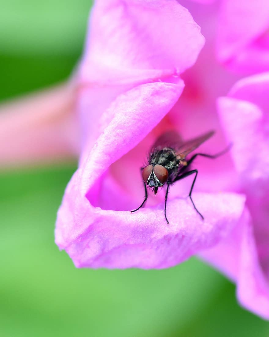 fly, blomst, insekt, rosa blomst, petals, rosa petals, bevinget insekt, entomologi, sammensatte øyne, flora, fauna