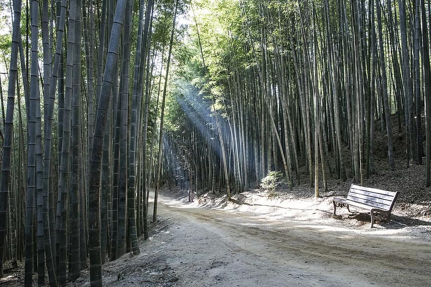 juknokwon, bambus skog, natur, skog