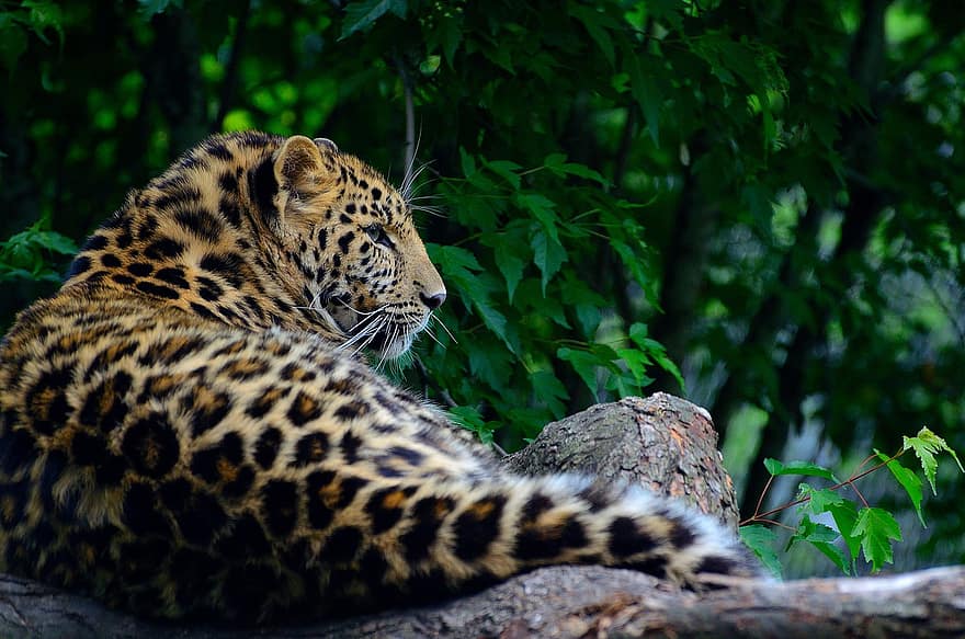 Leopard, Animal, Wildlife, Amur Leopard, Tawny, Mammal, Big Cat, Wild, Wild Animal, Fauna, Wilderness