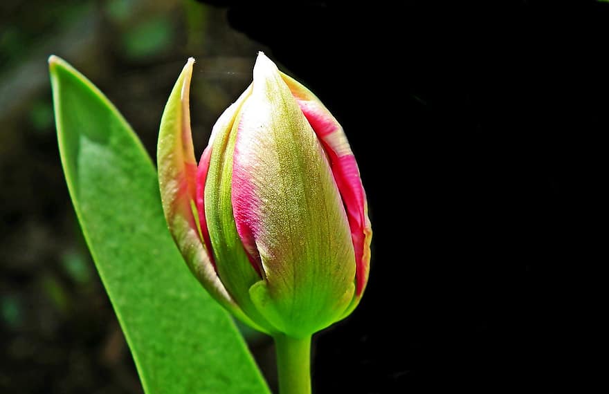 fiore, tulipano, giardino, primavera, natura, pianta, avvicinamento, testa di fiore, petalo, foglia, estate
