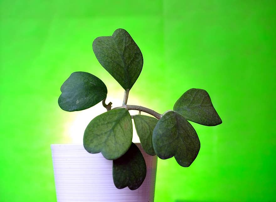 къщно растение, сочен, листа с форма на сърце, растение