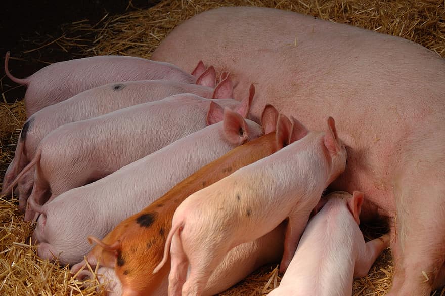 豚、子豚、動物、蒔く、母乳育児、家畜、豚肉、ファーム、干し草、農業、ピンク色