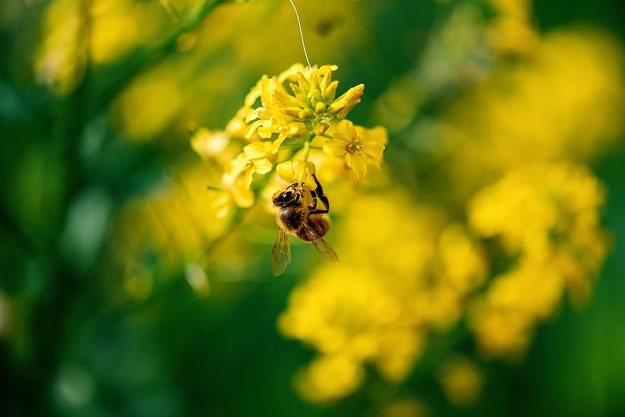 пчела, насекомо, цвете, опрашване, Кошница със злато, aurinia saxatilis, листенца, растение, градина, природа, жълт