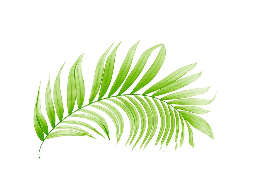 длан, листо, листа, дърво, зелен, изолиран, тропически, растение, лято, текстура, екзотичен