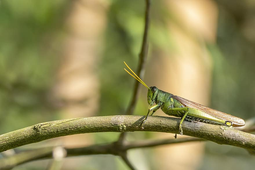 Grasshopper, Tree, Insect, Bug, Green Insect, Animal World, Branch, Wildlife, Fauna, Garden, Antenna
