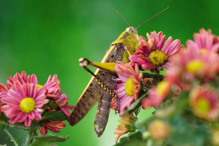 serangga, belalang, bunga-bunga, krisan, mantodea, alam, hewan, ilmu serangga, merapatkan, margasatwa, bug