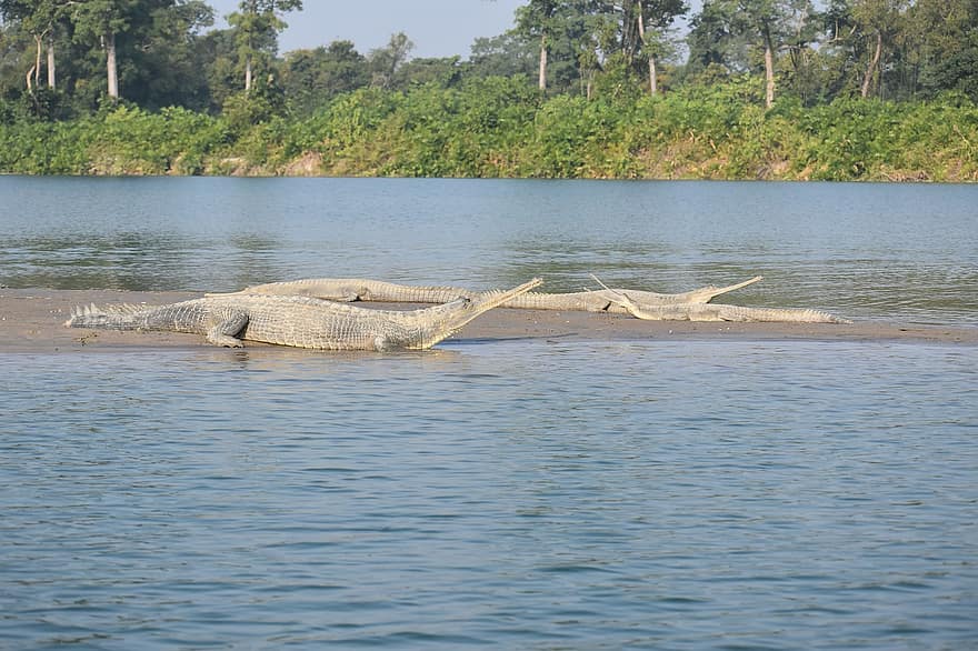 gharial, krokodil, rivier-, Khatarniya Ghato, uttar pradesh, Indië