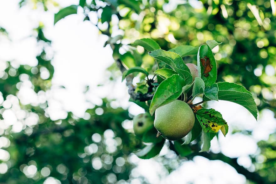 žalias obuolys, vaisiai, filialas, obuolys, lapai, medis, augalų, vaisių sodas, maisto, ekologiškas, pobūdį