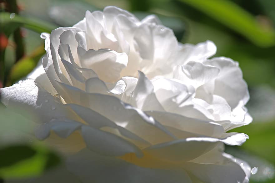 Balta rožė, pakilo, žiedas, žydi, romantiškas, sodas, grožis, rožė, rožių krūmas, pobūdį, žiedlapių