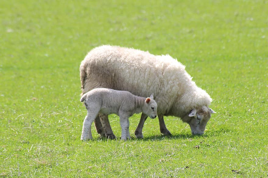 mor, barn, får, lam, græs, uld, moder får, mor og barn, husdyr, husdyrbrug, Fårehold