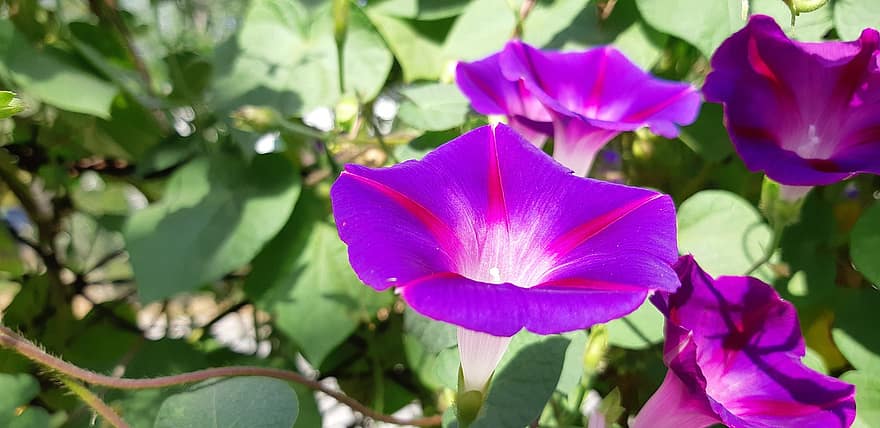 フラワーズ、紫色の花、朝顔、庭園、自然