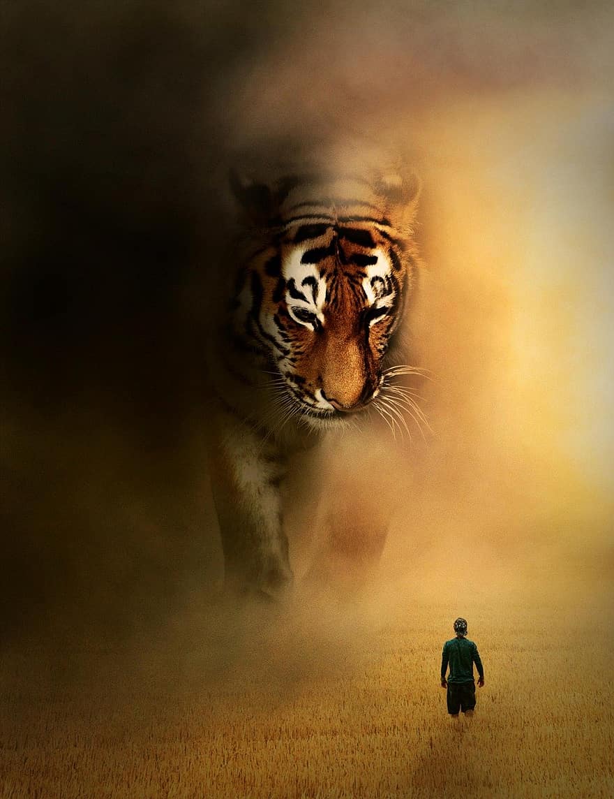 tigris, macska, köd