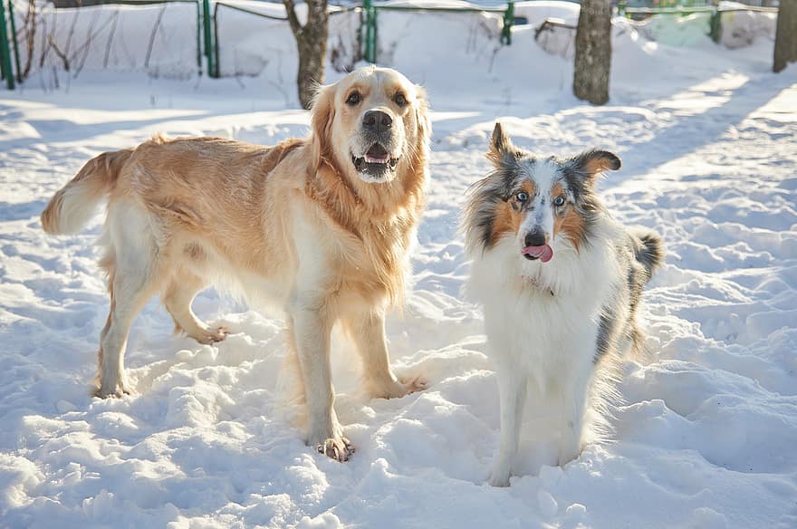 hewan, anjing, labrador, mamalia, membelai, musim dingin, hewan peliharaan, salju, anjing trah, imut, binatang lokal