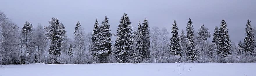 zimowy, drzewa, śnieg, Las, sosna, las