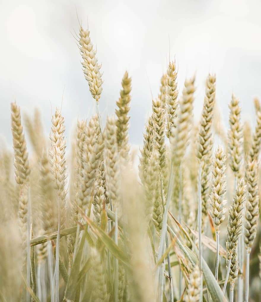 Wheat, Cereals, Sweet Grass Plant, Agriculture, Field, Cornfield, Rural, Nature