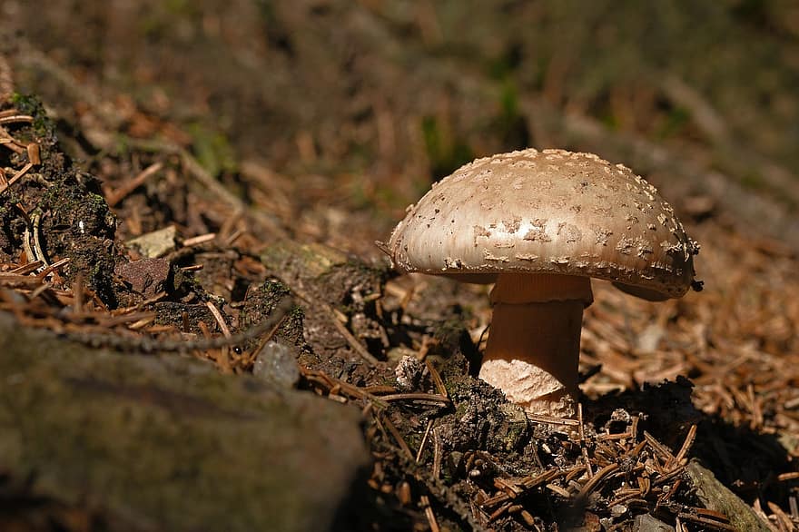 Mushroom, Plant, Toadstool, Mycology, Forest, Pearl Mushroom, Wild