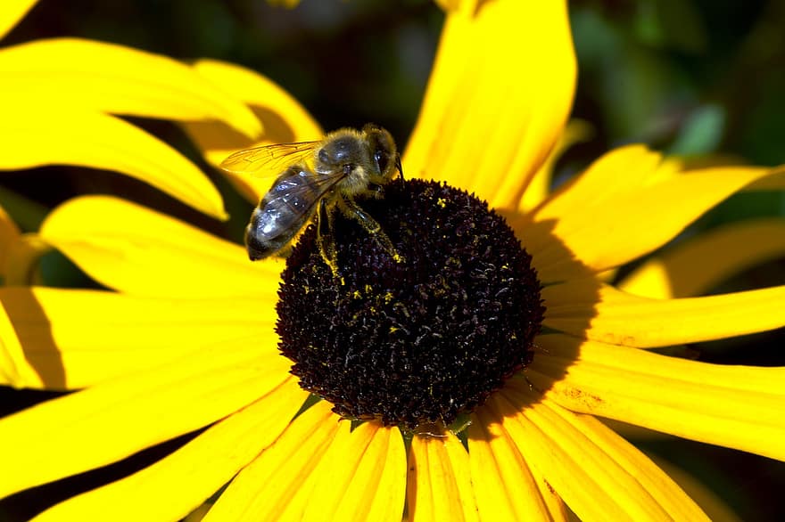 цвете, пчела, опрашване, насекомо, ентомология, ехинацея, rudbeckia hirta, цвят, жълт, макро, едър план