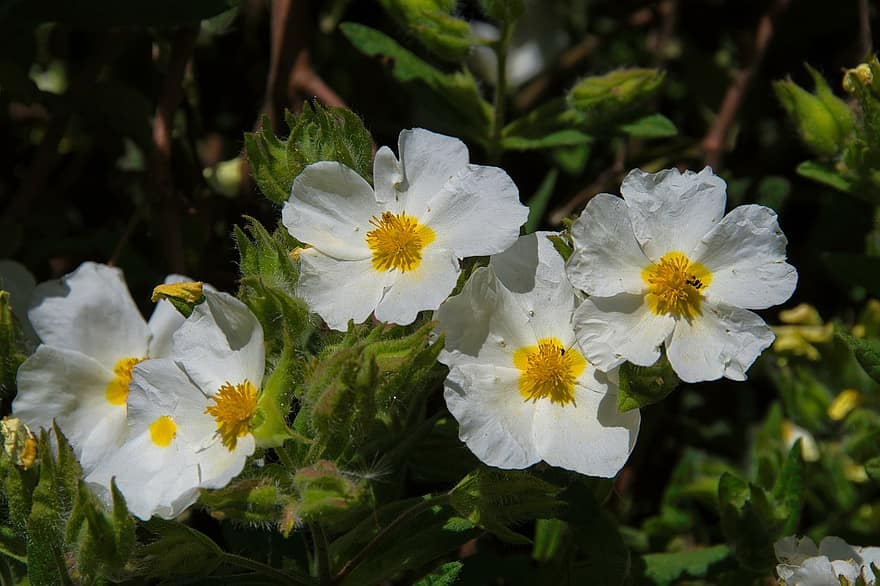 Montpellier Cistus, Rockroses, Flowers, White Flowers, Garden, Cistus Monspeliensis, Nature, Field, flower, plant, close-up