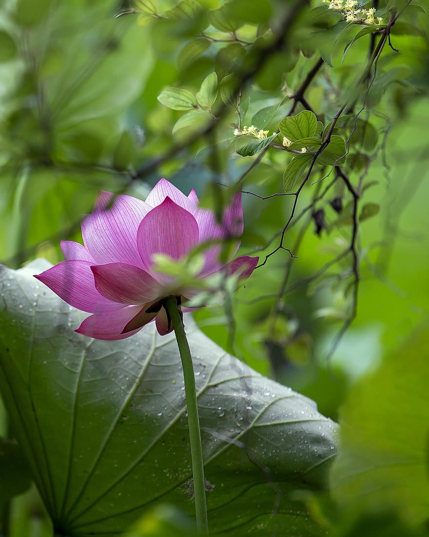 lotus, çiçek, pembe çiçek, Lotus çiçeği, lotus yaprakları, Çiçek açmak, yaprakları, pembe yaprakları, bitki örtüsü, suda yaşayan bitki