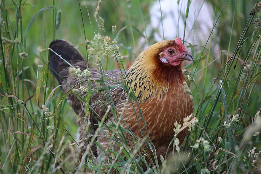 Hen, Grass, -range, Nature, Farm, Chicken, Animal