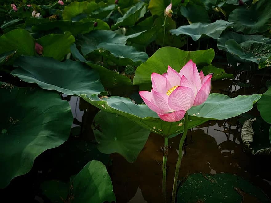 lotus, fleur, fleur de lotus, fleur rose, pétales, pétales roses, Floraison, plante aquatique, flore