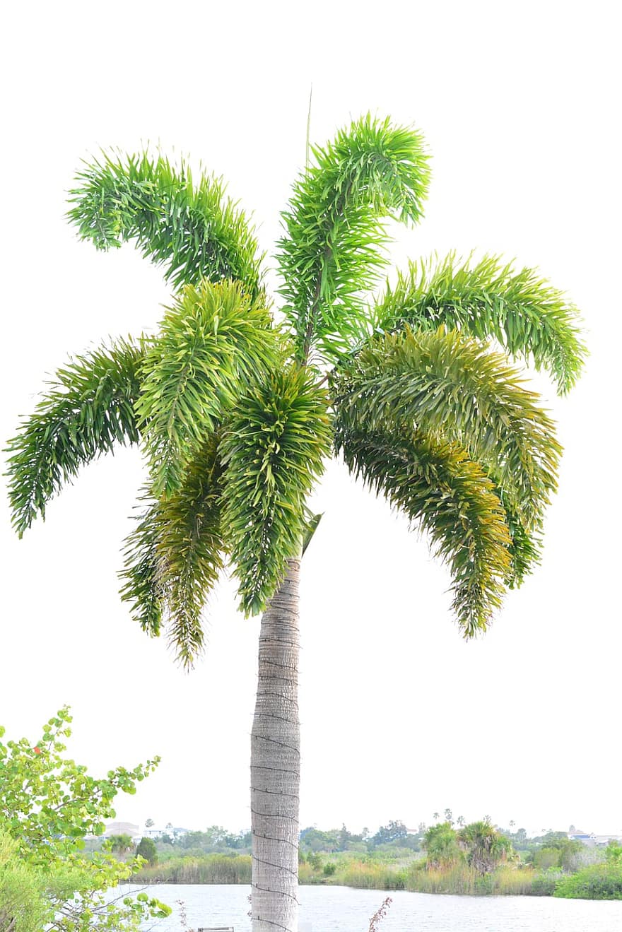 Palmeira, natureza, planta tropical, árvore, plantar, folha, verão, cor verde, floresta, ramo, clima tropical