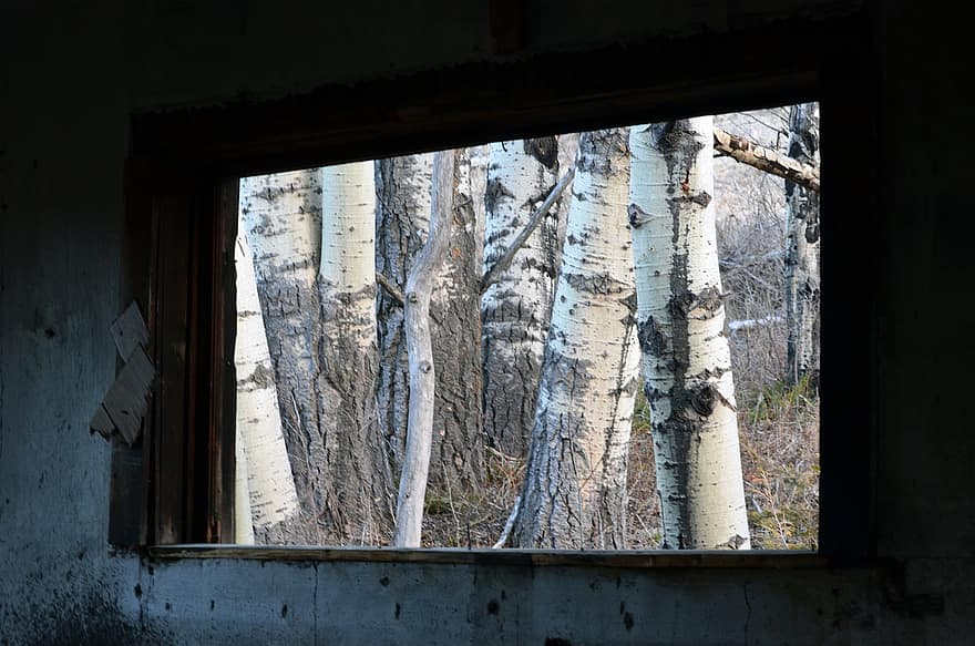 janela, arvores, árvore, floresta, arquitetura, velho, cena rural, madeira, folha, abandonado, panorama