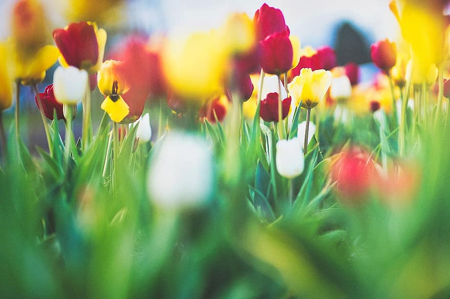 тюльпаны, цветы, поле, весна, весенние цветы, цветок, тюльпан, зеленого цвета, завод, летом, трава