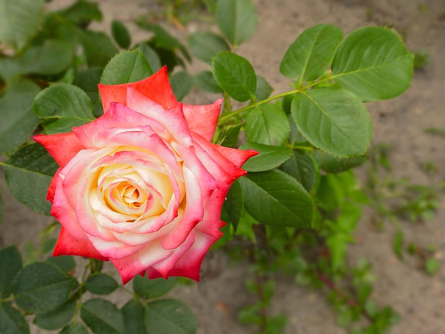 Rosa, flor, floración, belleza, las flores, rojo, romántico, pétalos, flora, jardín