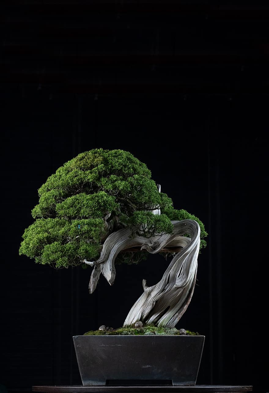 bonsai, roślina, dekoracja, sztuka japońska, tradycyjny, drzewo, dekoracyjny