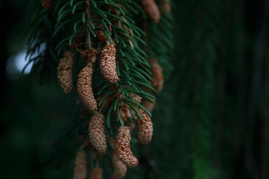 Norway Spruce, Spruce, Cones, Conifer Cones, Picea Abies, Needles, Leaves, Branch, Conifer, Evergreen, Tree