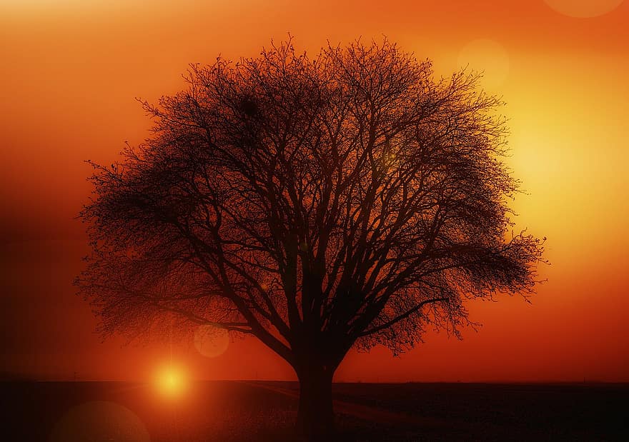 arbre, solitari, posta de sol, l'estat d'ànim del temps, núvols, atmosfera, groc, cel de la nit, cel, kahl