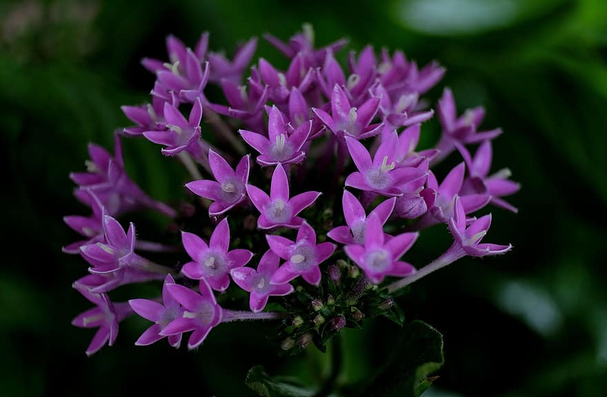 bunga-bunga, bunga ungu, bunga kecil, kelopak, kelopak ungu, berkembang, mekar, flora, tanaman, alam, merapatkan