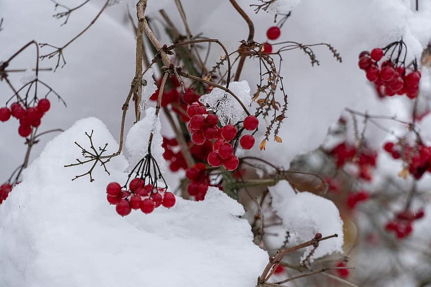 sníh, bobule, zimní, mráz, sněžení, sezóna, větev, strom, detail, list, rostlina