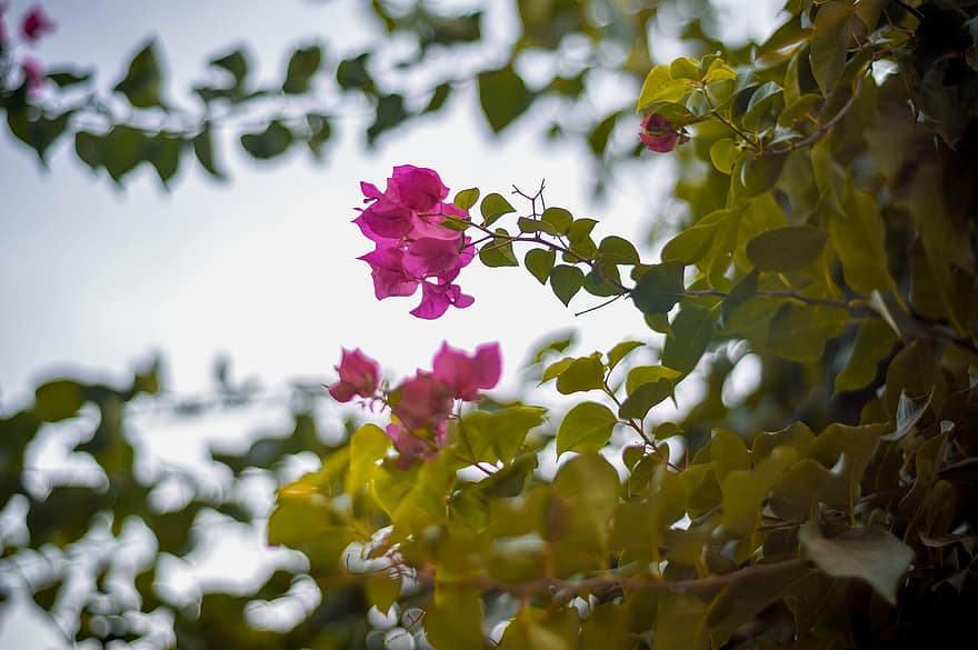buganvília, flors de color rosa, jardí, naturalesa, plantes ornamentals, enfocament selectiu