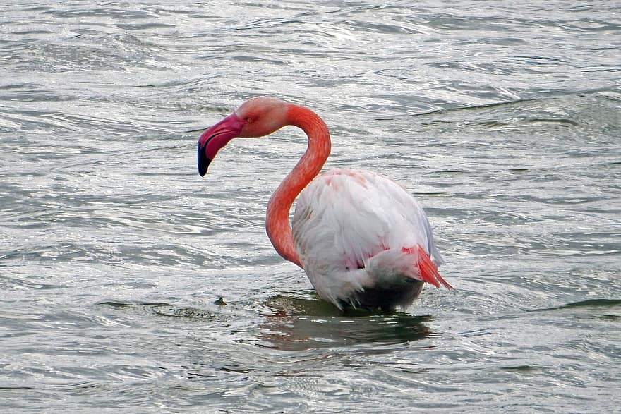madár, flamingó, tó, ingovány, vizes, természet