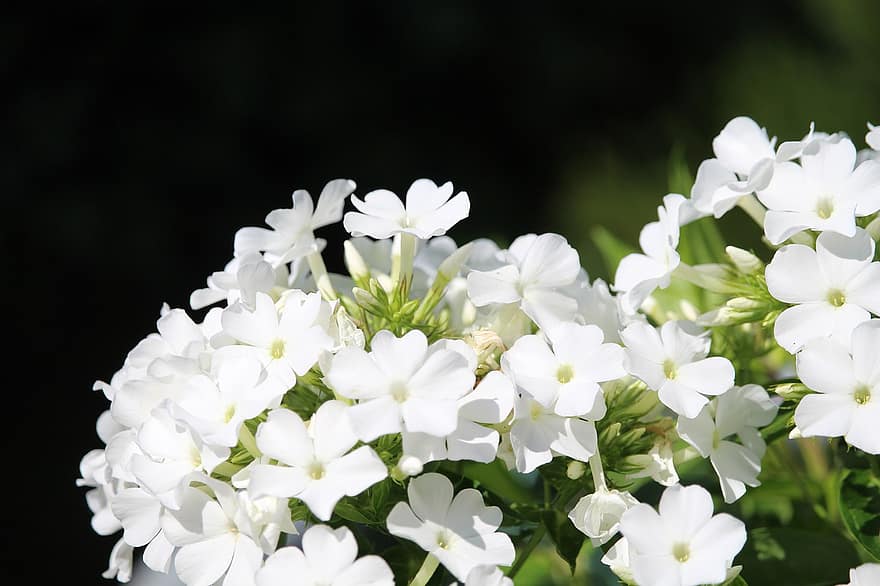 fiori bianchi, phlox da giardino, giardino, mazzo, fiorire, fioritura
