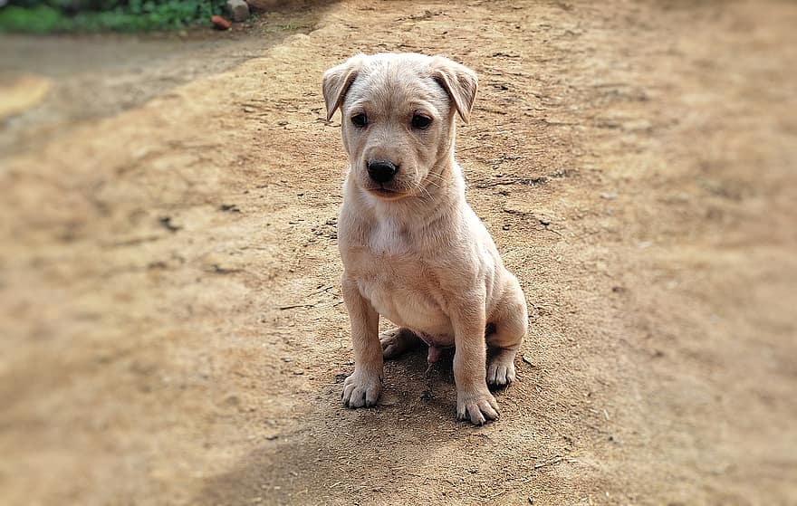 Animal, Dog, Labrador, Puppy, Canine, pets, cute, domestic animals, purebred dog, small, looking