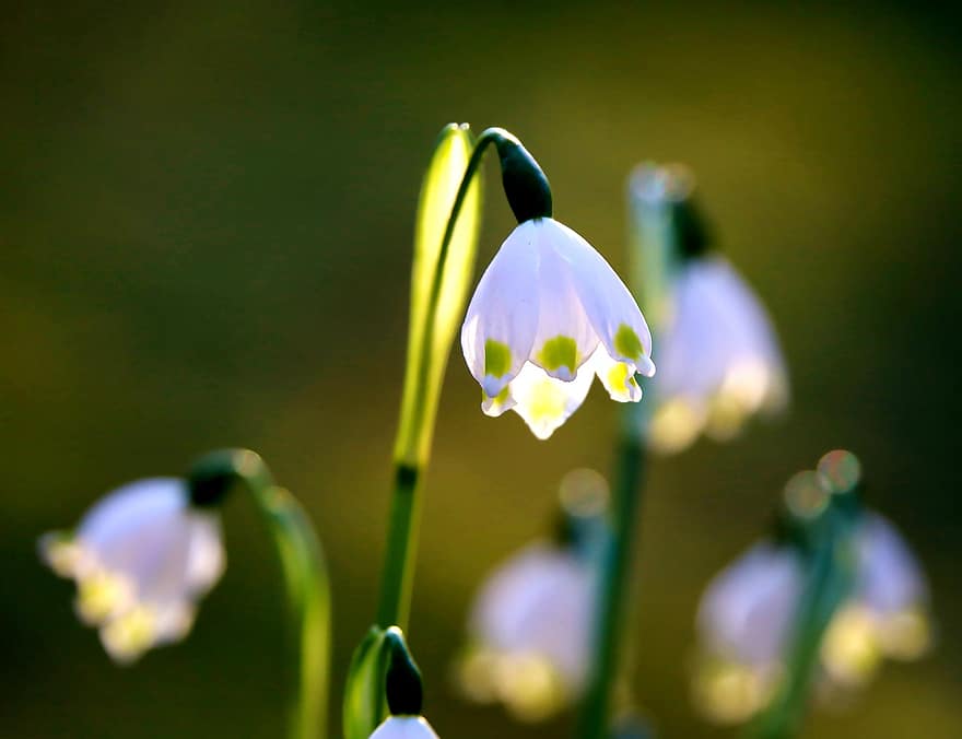 campanilla de febrero, flor, Flores blancas, pétalos, pétalos blancos, floración, flora, plantas, de cerca, naturaleza, planta